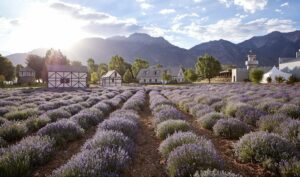 Young Living Lavender farm and distillery USA